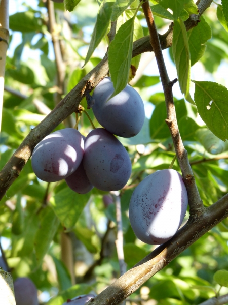 Ortenauer typ Borsumer Frucht